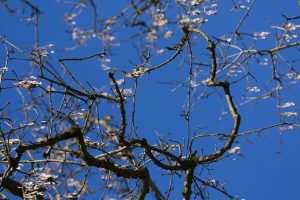 Branches on Blue shows 35mm digital colour images of trees set against a blue sky in the Phoenix Park, Dublin