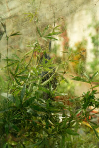 A 35mm digital colour photo image of a close-up view looking through a window into a glasshouse in the formal walled garden of Russborough House, Co Wicklow