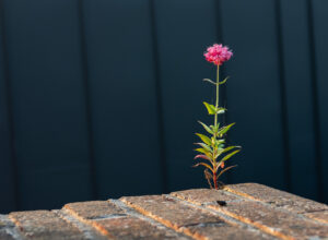 A Flower or a Weed captures one flowering plant growing in an unlikely place in the grouting on a second storey brick balcony