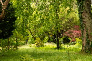 Irish Gardens shows a 35mm digital colour photo image of trees, bushes and grass in Mount Usher Gardens, Co Wicklow.