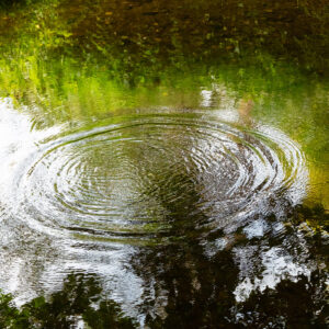 Irish Gardens shows a 35mm digital colour photo image of Vartry River the in Mount Usher Gardens, Co Wicklow.