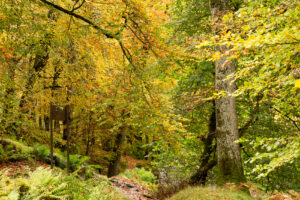 Autumn colours in all their splendour shown in 35mm digital colour photographic landscape images from various Irish woodlands