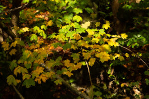 Autumn colours in all their splendour shown in a 35mm digital colour photographic landscape image of tree leaves 