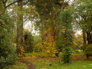 This third 35mm digital colour photograph showing trees and fallen leaves in Mount Usher Gardens