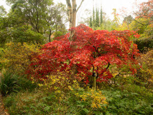 A 35mm digital colour photographic image of a red tree in Mount Usher Garden