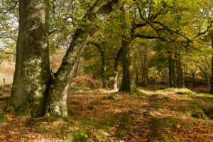 Autumn colours in all their splendour shown in this 35mm digital colour photograph showing trees and fallen leaves in Cloghlea Woods