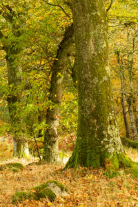 A second 35mm digital colour photograph showing trees and fallen leaves in Cloghlea Woods