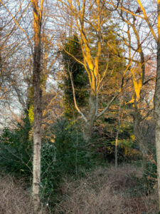 Winter Sun Deerpark Dublin is a 35mm digital image that shows some trees and bushes in the park in golden late afternoon light