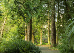 Art and Photographic Work shows a 35mm digital colour image from Botanic Gardens, Dublin, with pathway, trees and bushes