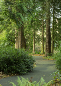 Botanic Gardens Dublin shows 35mm digital colour images of quiet paths, trees and bushes