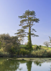 Some Recent Additions shows 35mm colour digital images of individual trees in parklands