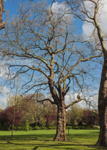 Some Recent Additions shows 35mm colour digital images of individual trees in parklands