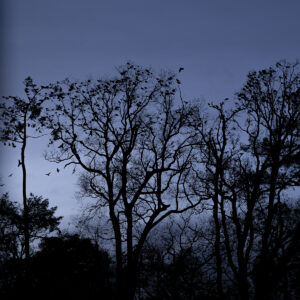 Birds at sunset shows a 35mm digital image of Jackdaws settling on trees in Co Leitrim just after sunset